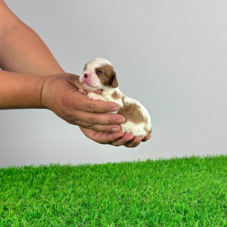 Cavalier King Charles spániel