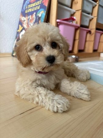 Maltipoo maltai selyem es uszkar