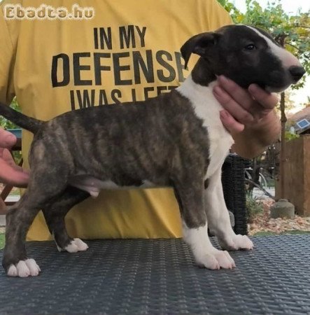 Törzskönyves Blullterrier