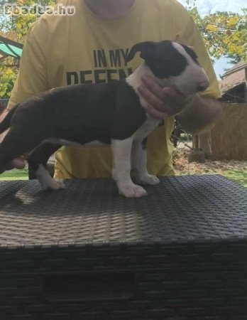 Törzskönyves Blullterrier