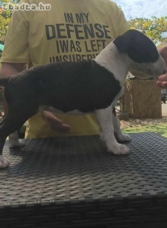 Törzskönyves Blullterrier