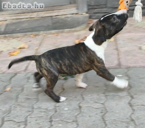 Törzskönyves Blullterrier