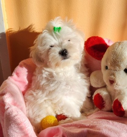 Bichon Havanese