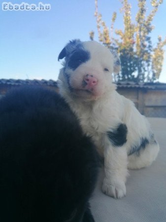 Cifra mudi terelő kiskutyák eladók