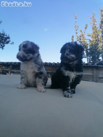 Cifra mudi terelő kiskutyák eladók