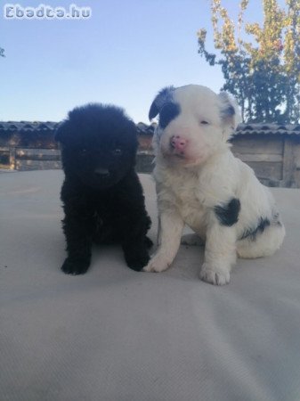 Cifra mudi terelő kiskutyák eladók