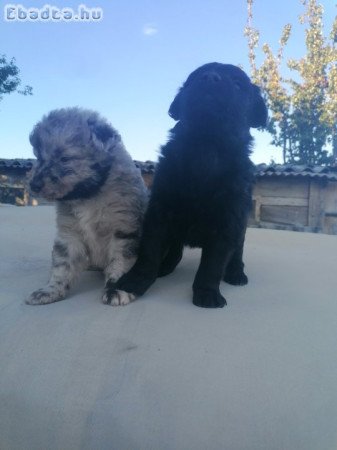Cifra mudi terelő kiskutyák eladók