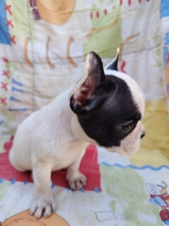 Francia bulldog