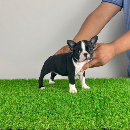 Boston terrier