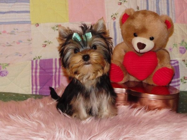 Yorkshire Terrier, Yorki