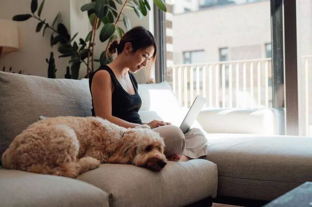 Fel szabad-e engedni a kutyát a kanapéra?