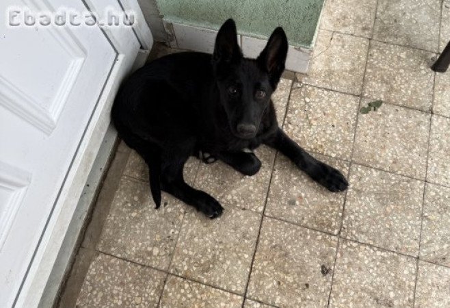 Új otthont keres egy gyönyörű kutyus ✨
