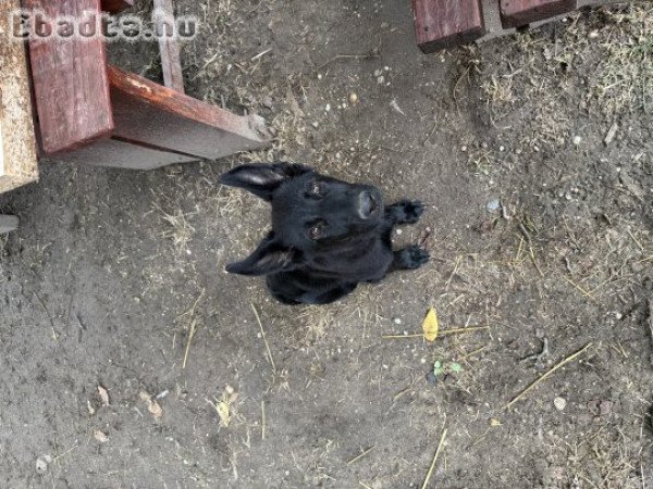 Új otthont keres egy gyönyörű kutyus ✨