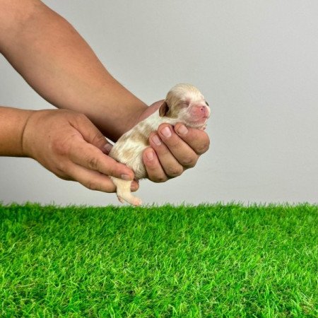 Cavalier King Charles spániel