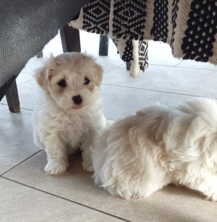 Bichon Havanese