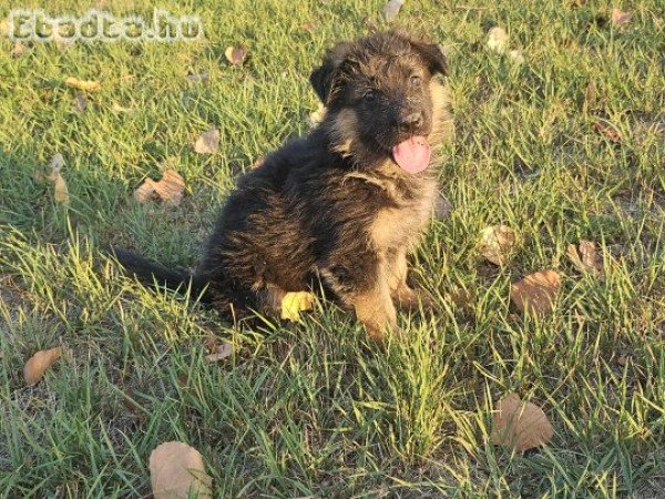 Németjuhász kiskutyák