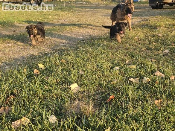 Németjuhász kiskutyák