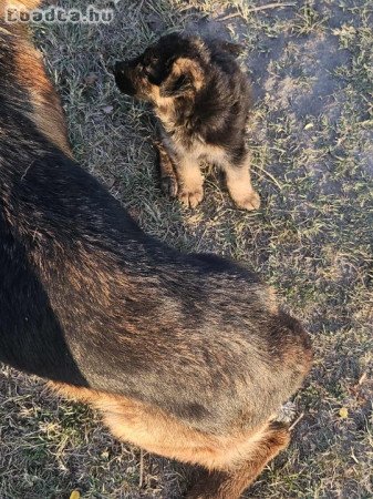 Németjuhász kiskutyák