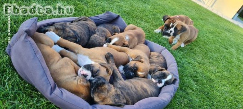 Gazdit keres 6 játékos német boxer kiskutya