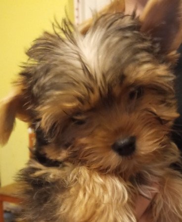 Yorkshire terrier