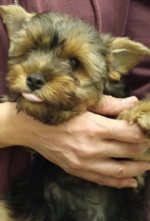 Yorkshire terrier