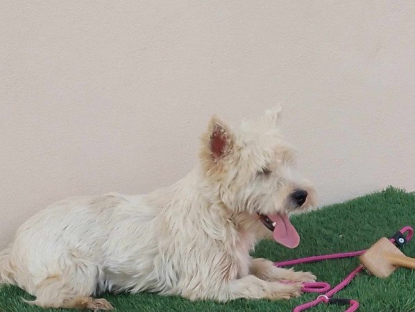 West highland white terrier