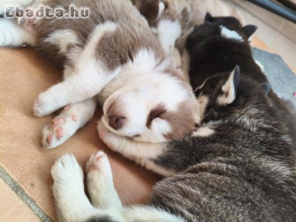 Szibériai husky kölykök