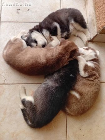 Szibériai husky kölykök