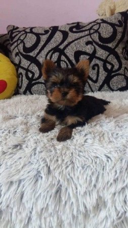 Yorkshire terrier