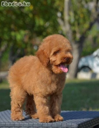 Miniatűr uszkár, kan kölykök