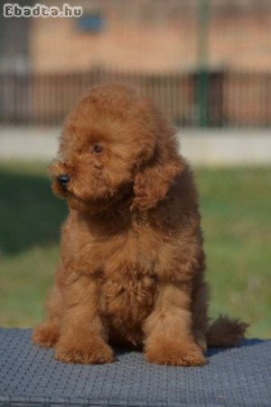 Miniatűr uszkár, kan kölykök