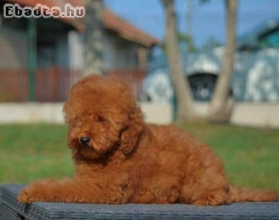 Miniatűr uszkár, kan kölykök