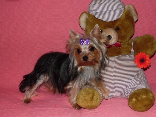 Yorkshire Terrier, Yorki