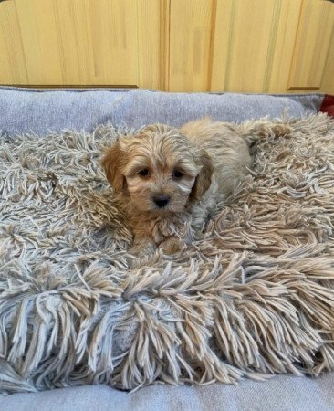 Maltipoo maltai selyem + uszkar