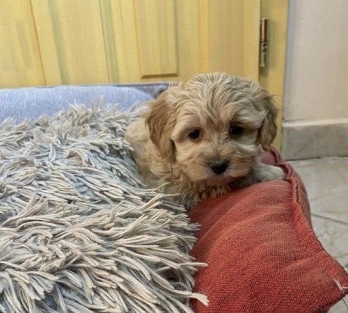 Maltipoo maltai selyem + uszkar