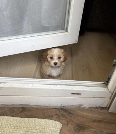 Maltipoo maltai selyem Torpe uszkar