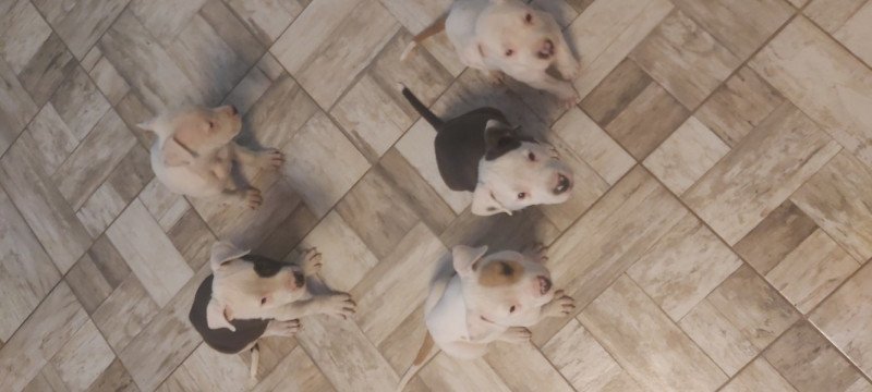 Staffordshire terrier