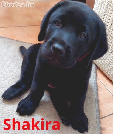 🐾 Labrador kölykök kerestetnek menő gazdikhoz! 🐾