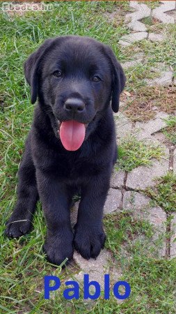 🐾 Labrador kölykök kerestetnek menő gazdikhoz! 🐾