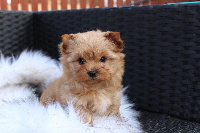 Golddust Yorkshire terrier