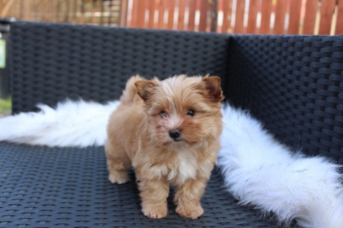 Golddust Yorkshire terrier