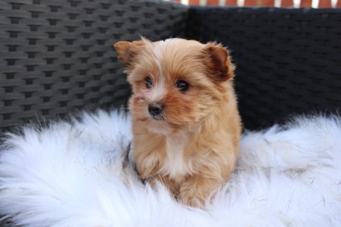 Golddust Yorkshire terrier