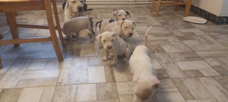 Staffordshire terrier