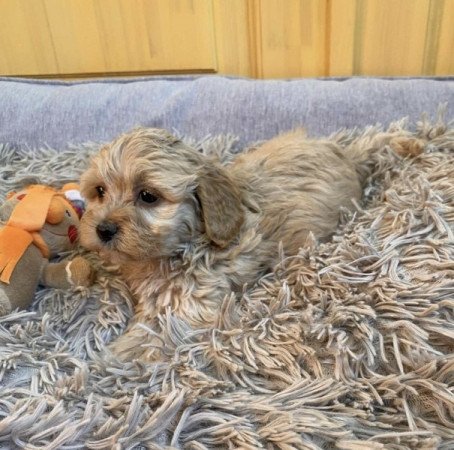 Maltipoo maltai selyem + uszkar