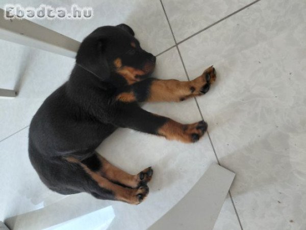 Rottweiler szuka kiskutya eladó