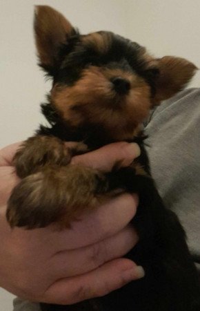 Yorkshire terrier