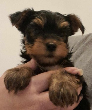 Yorkshire terrier