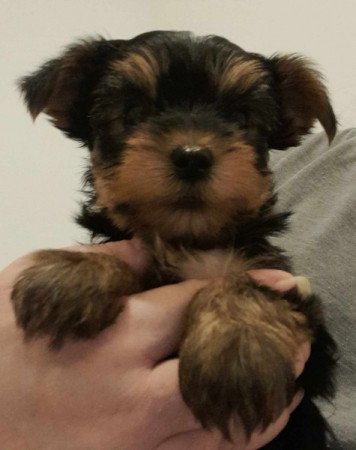 Yorkshire terrier