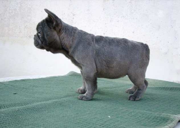 Francia bulldog