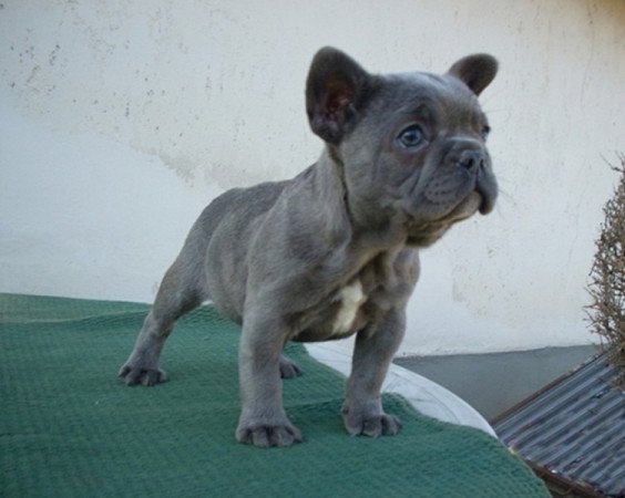 Francia bulldog